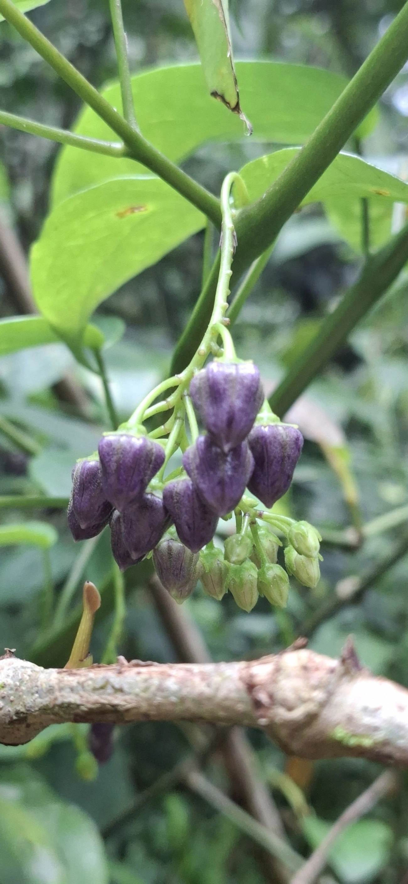 Baga-de-veado (Solanum diploconos), plantas, fotografado em São Sebastião
