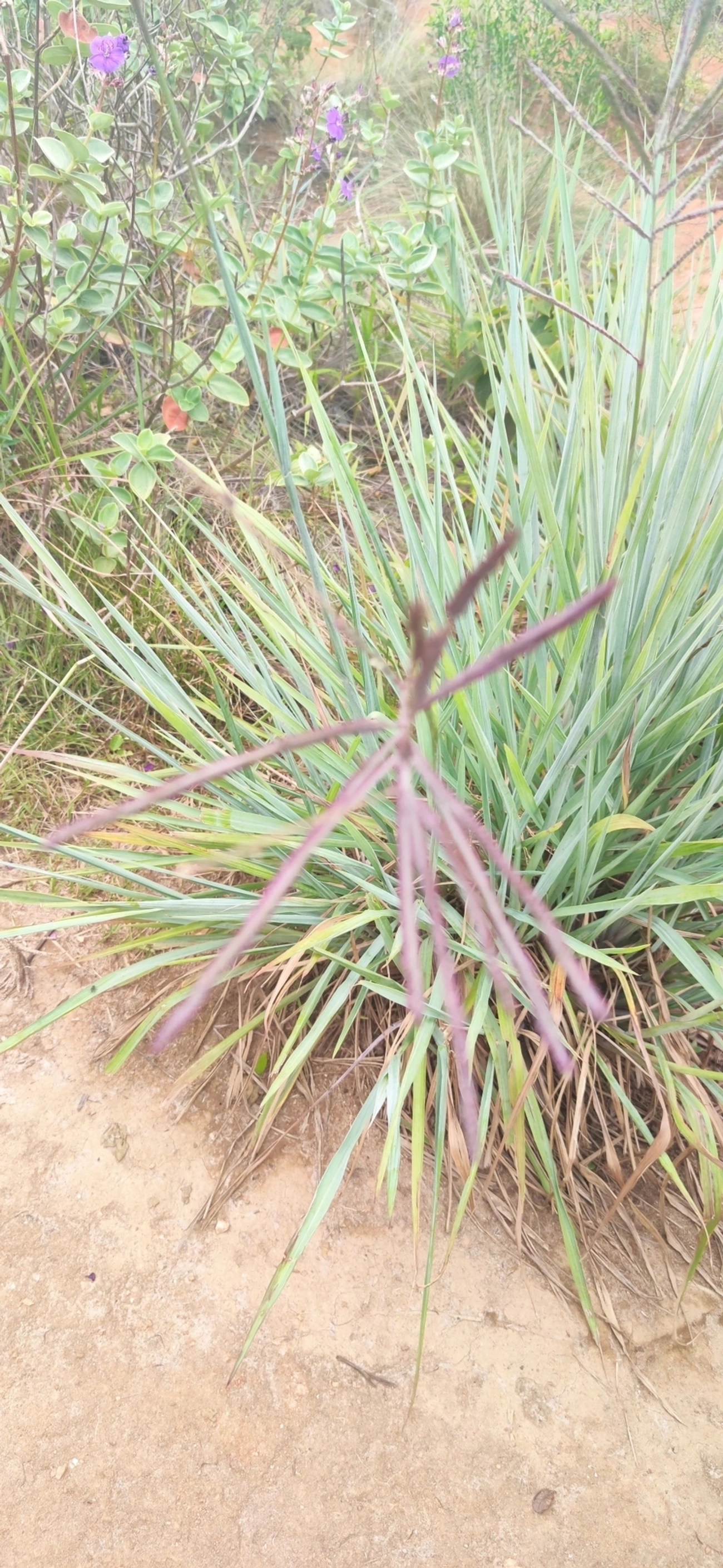 Cymbopogon, plantas, fotografado em Paúba, São Sebastião