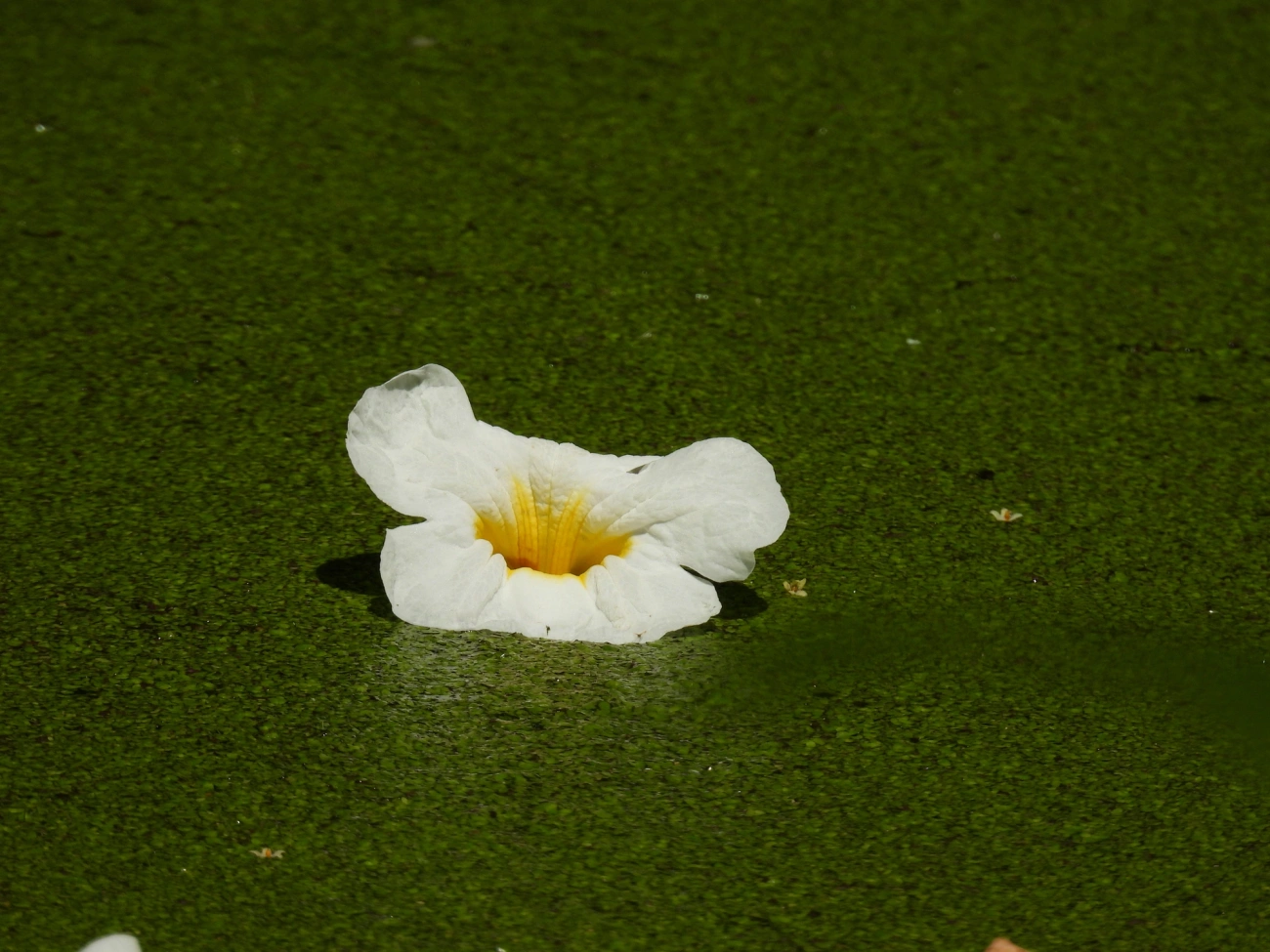 Caixeta (Tabebuia cassinoides), plantas, fotografado em São Paulo
