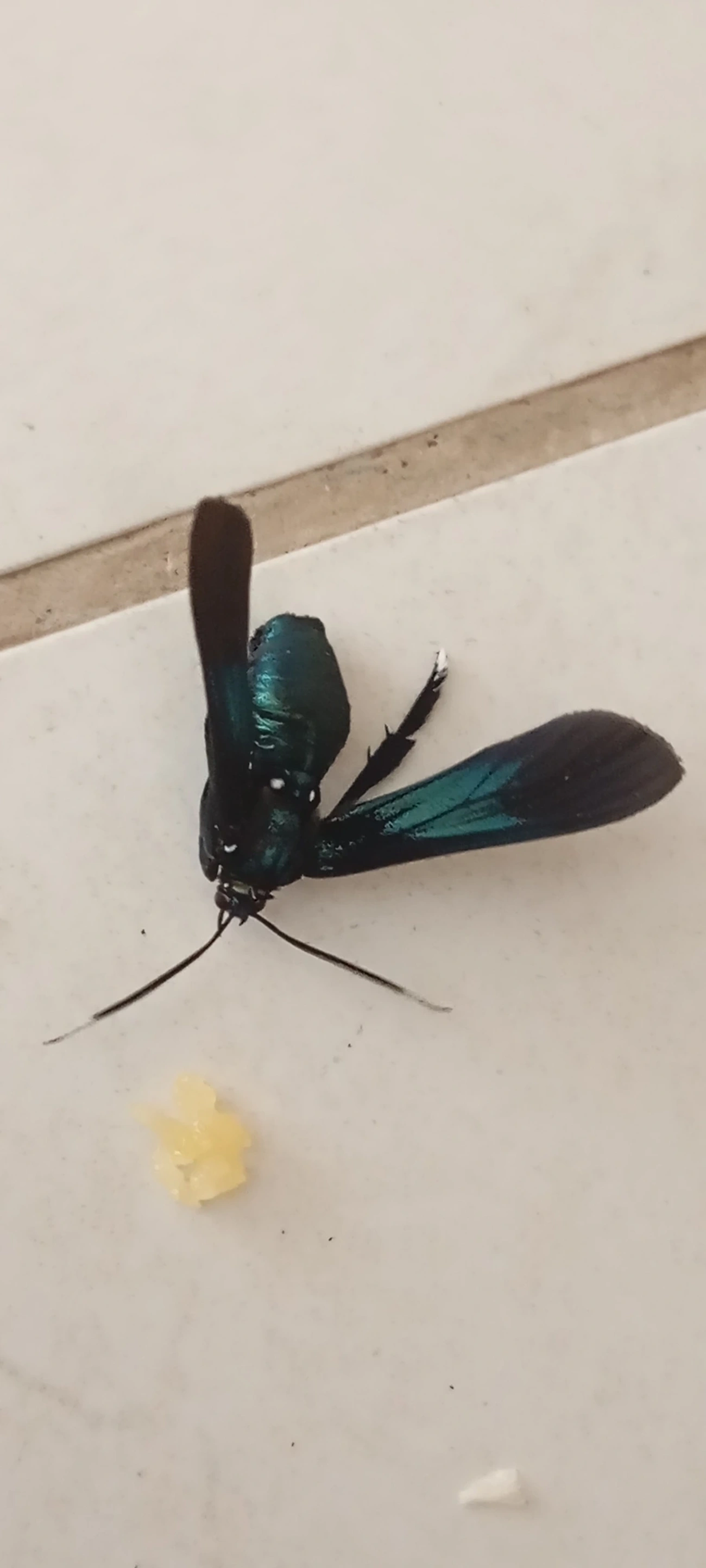 Poliopastea, insetos, fotografado em Maresias, São Sebastião