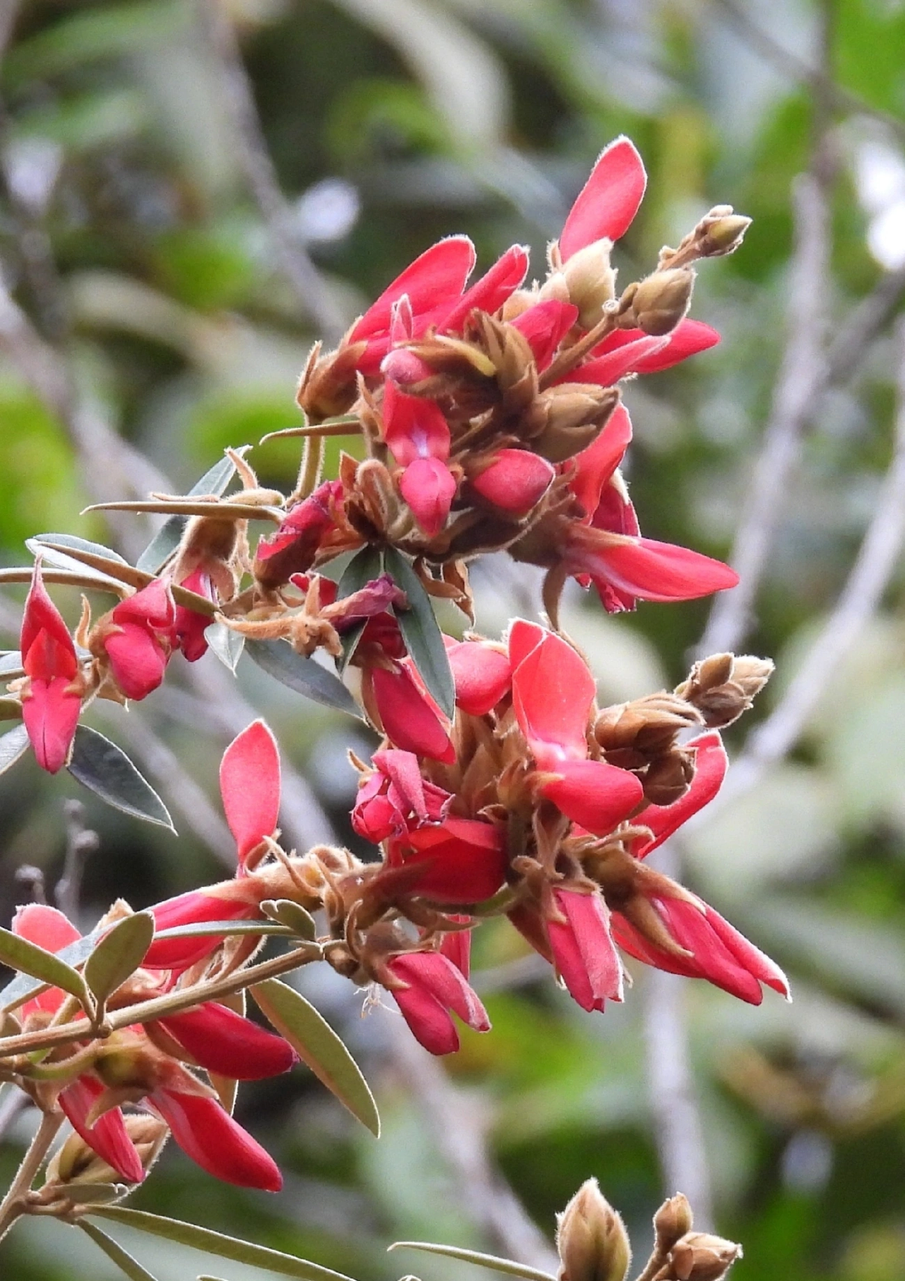 Collaea speciosa, plantas, fotografado em Itamonte