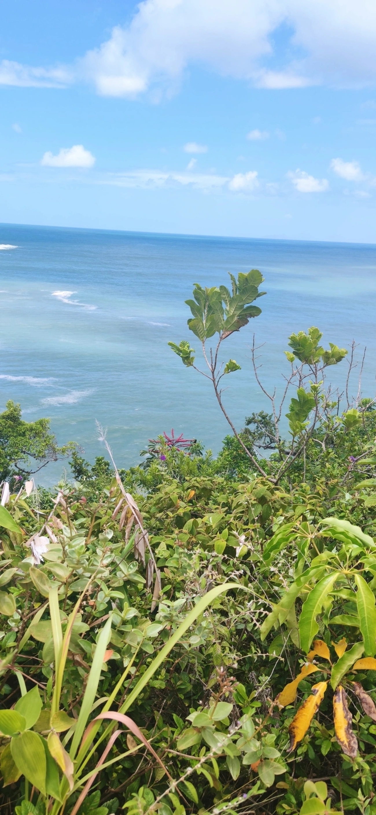 Cheflera-arbórea (Heptapleurum actinophyllum), plantas, fotografado em Paúba, São Sebastião