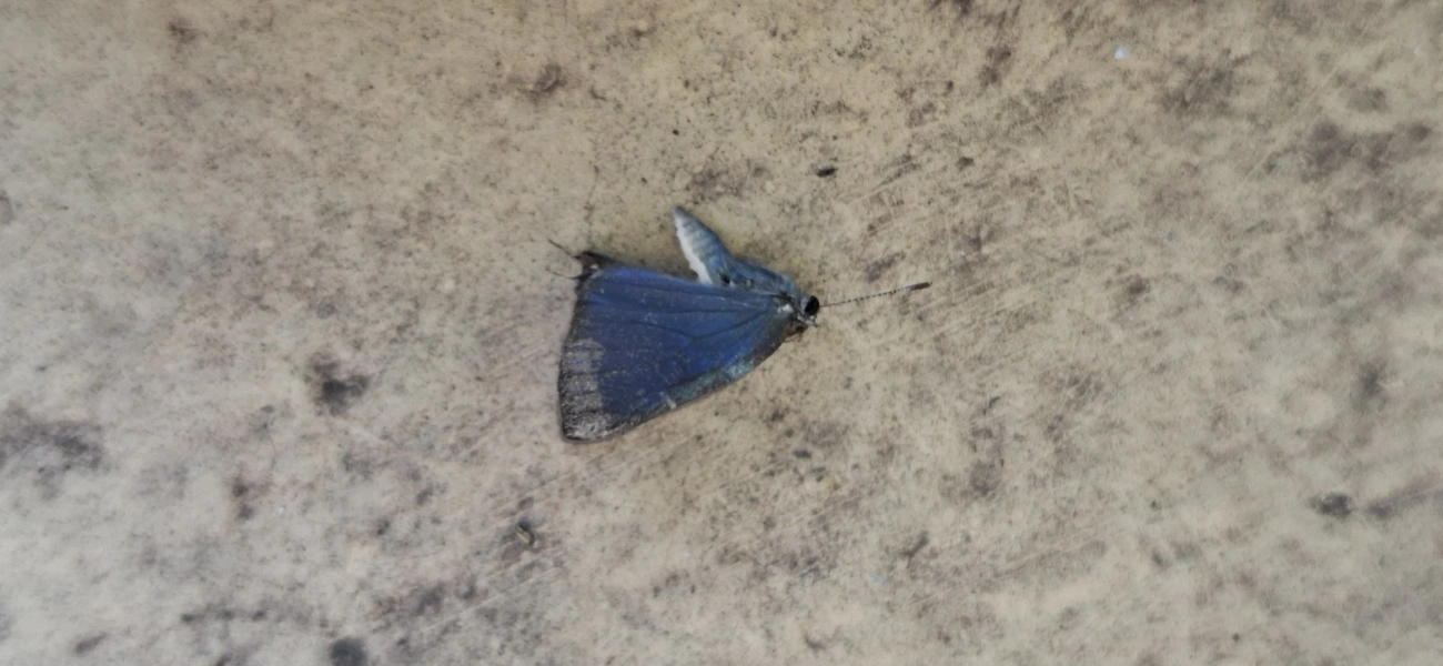 Cyanophrys, insetos, fotografado em Ilhabela