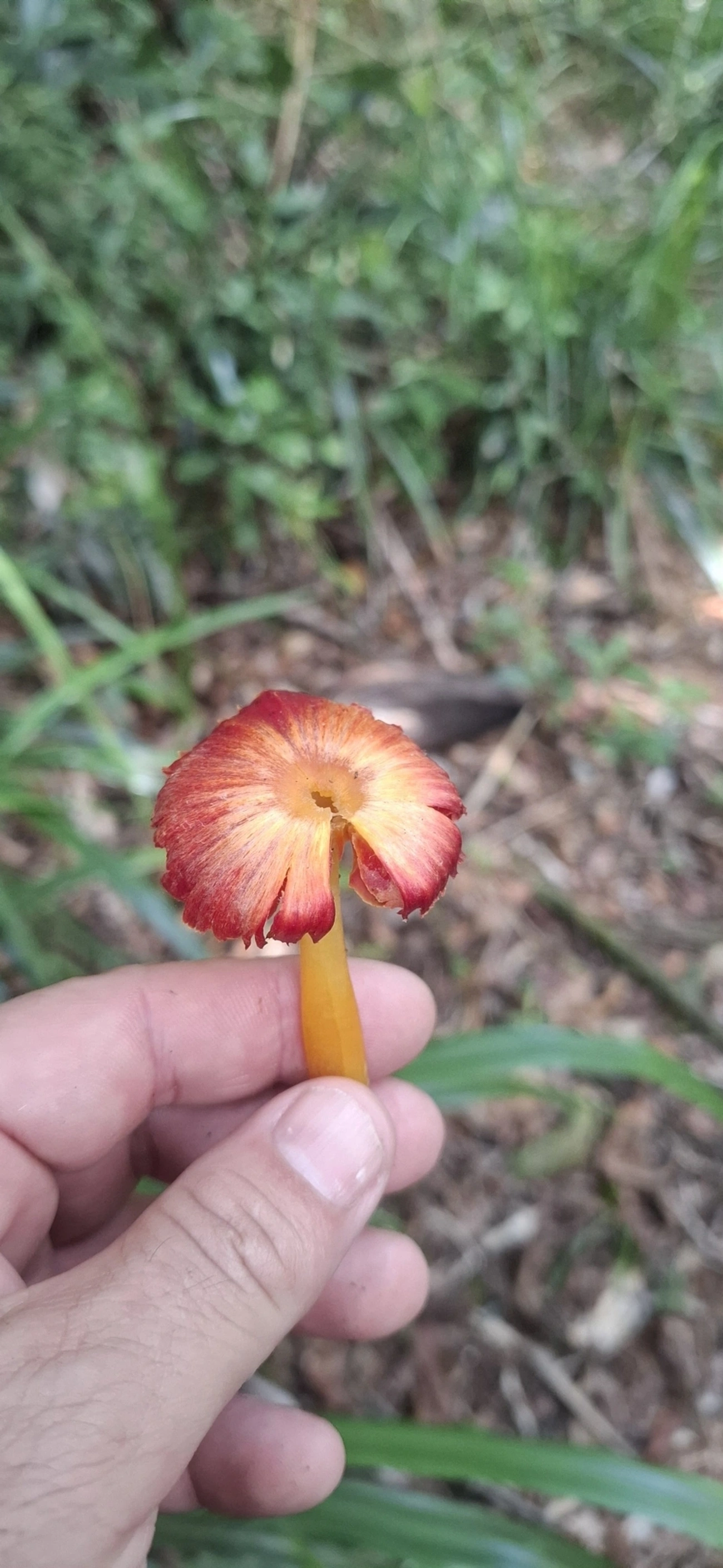 Hygrocybe, fungos, fotografado em Enxovas, Ilhabela