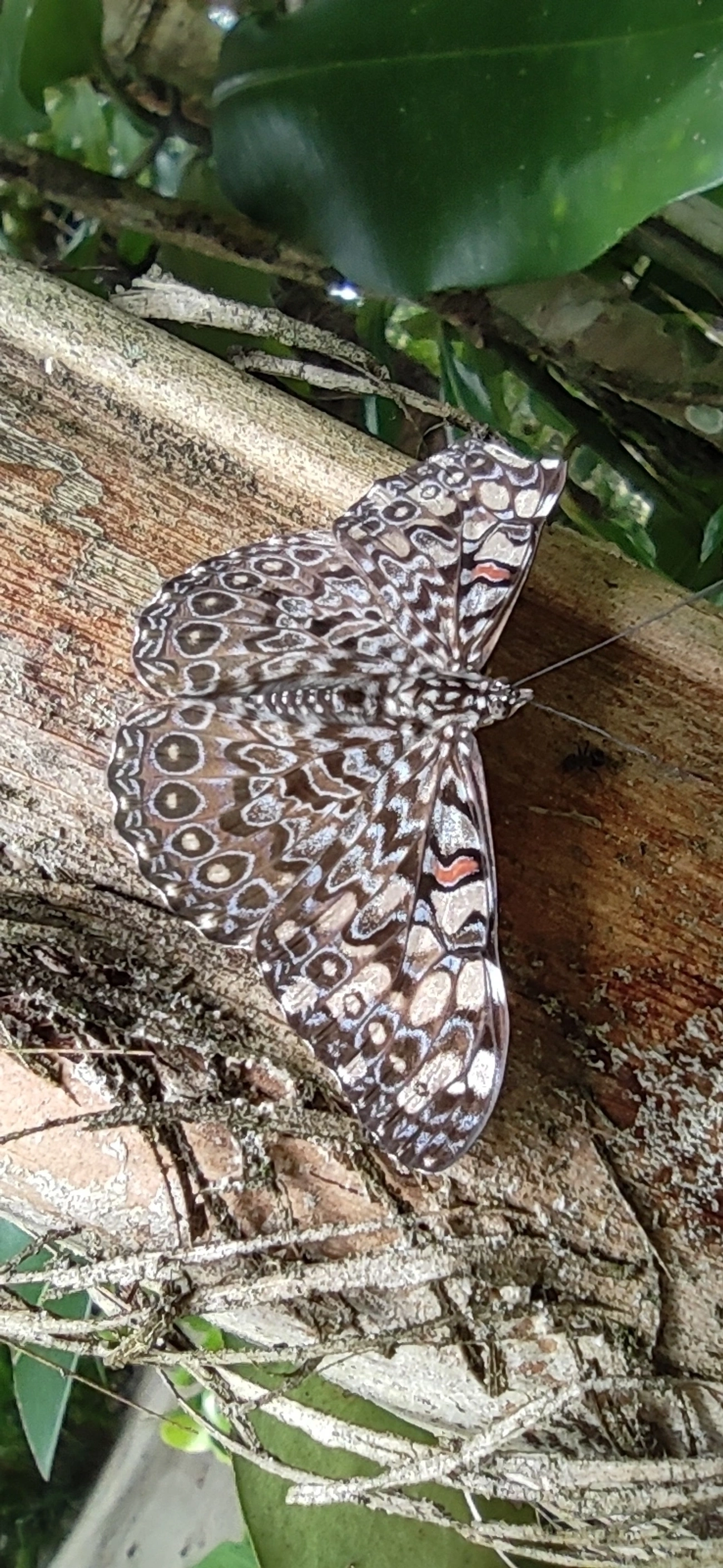 Borboleta-estaladeira (Hamadryas feronia), insetos, fotografado em Maresias, São Sebastião