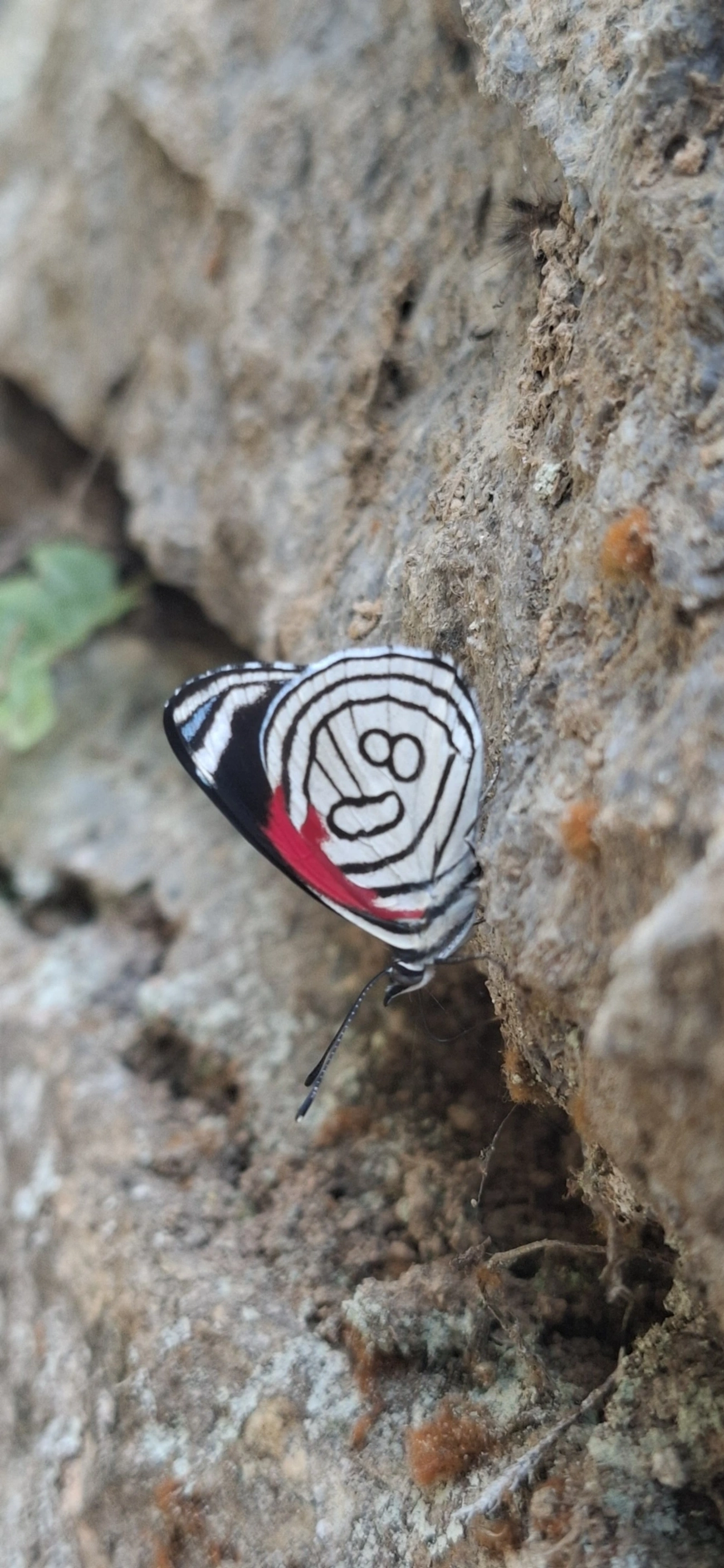 Borboleta-80 (Diaethria candrena), insetos, fotografado em Itamonte