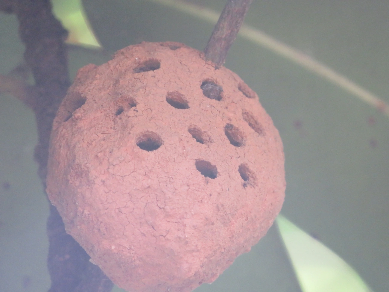 Aculeata, insetos, fotografado em Maresias, São Sebastião