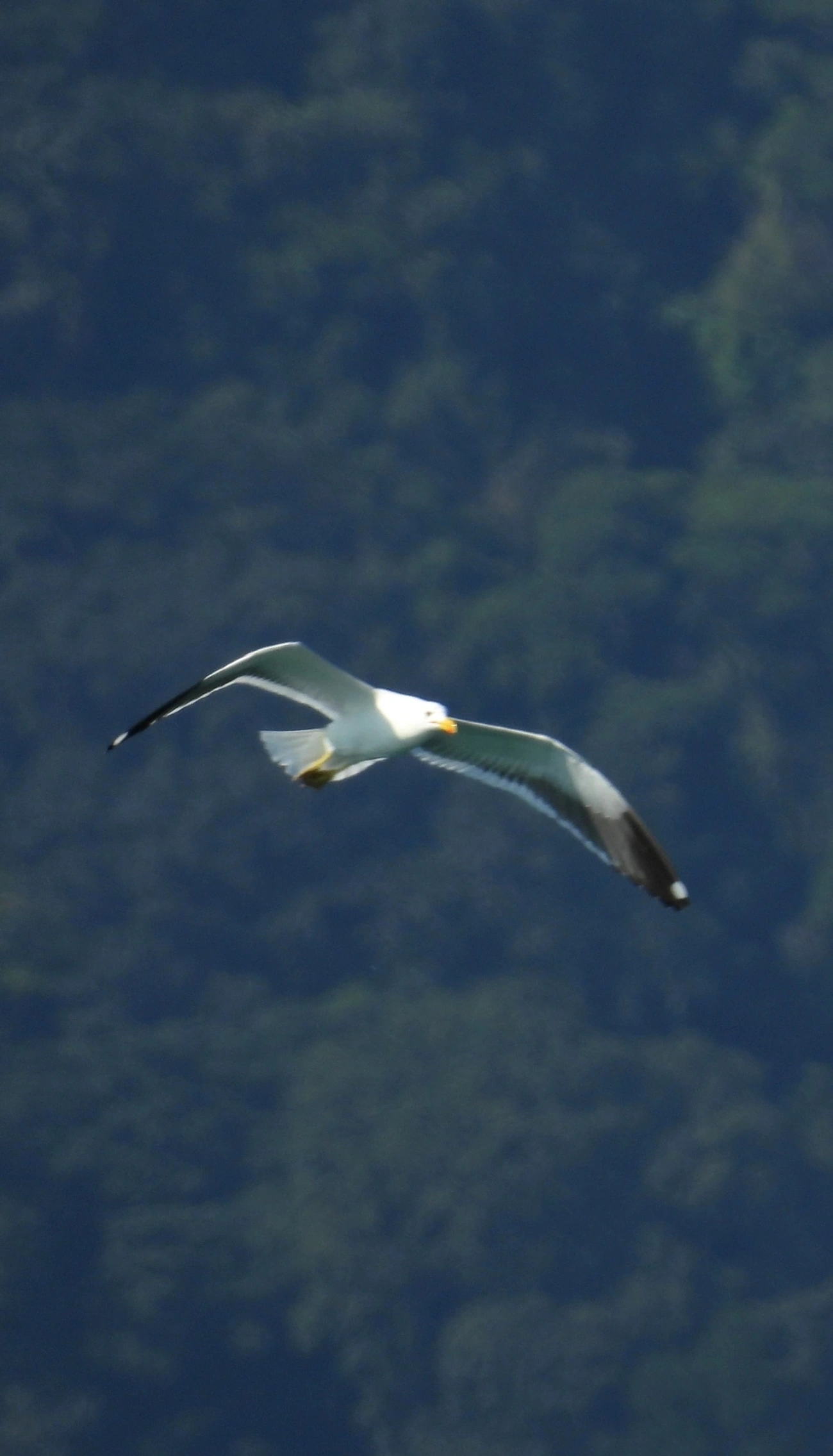 Gaivotão (Larus dominicanus), aves, fotografado em Maresias, São Sebastião