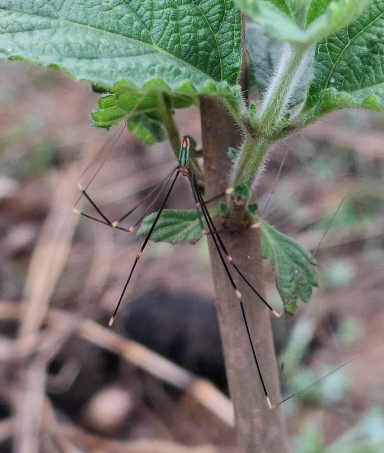 Aranha-perna-longa (Mesabolivar cyaneotaeniatus), aracnídeos, fotografado em Santa Isabel