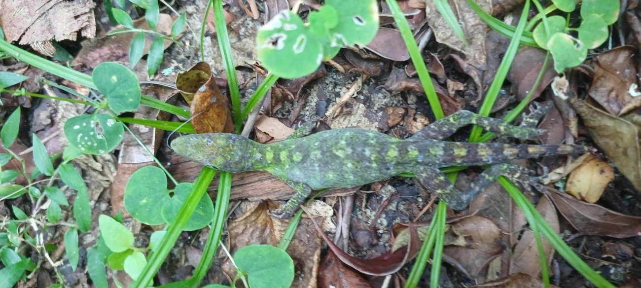 Lagarto papa-vento (Anolis punctatus), répteis, fotografado em Maresias, São Sebastião