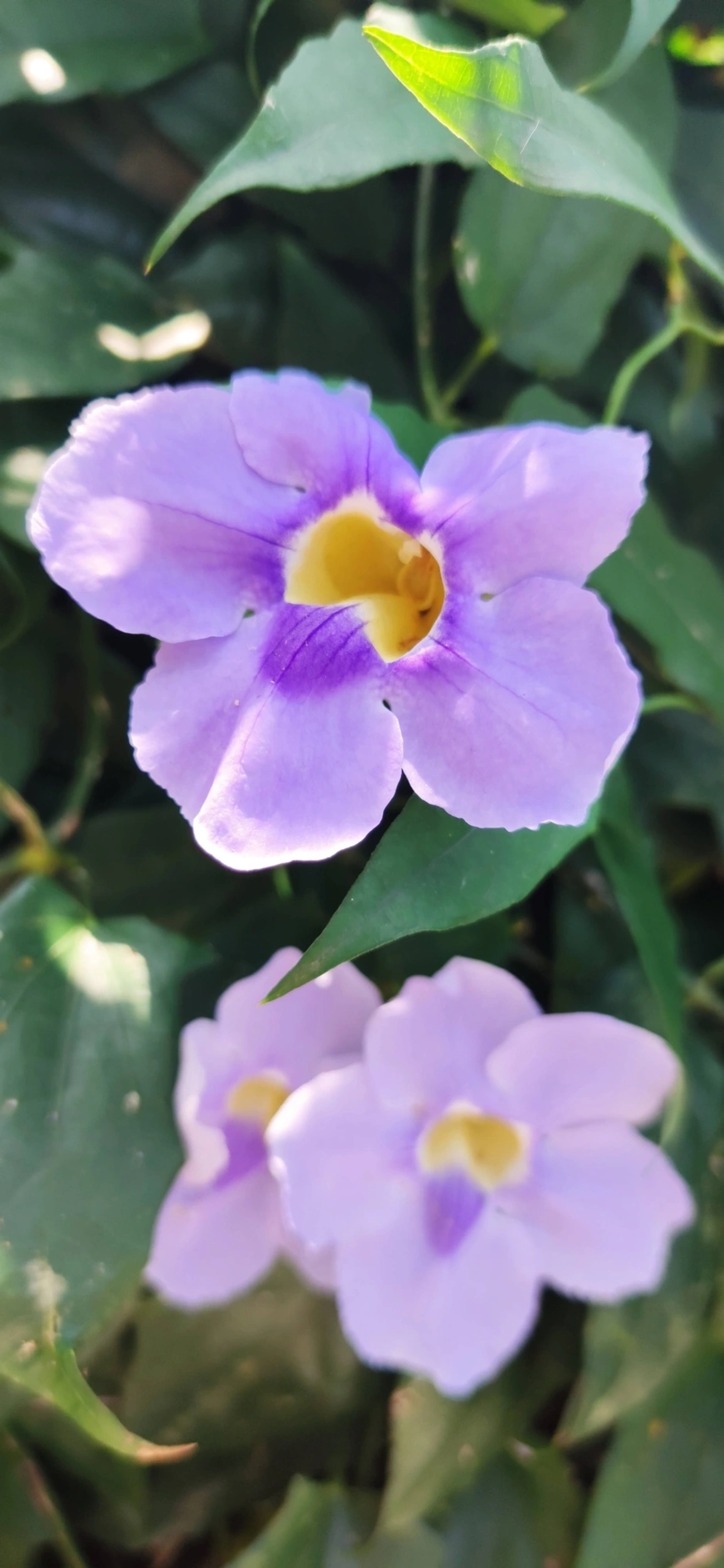 Tumbérgia-azul (Thunbergia grandiflora), plantas, fotografado em Maresias, São Sebastião