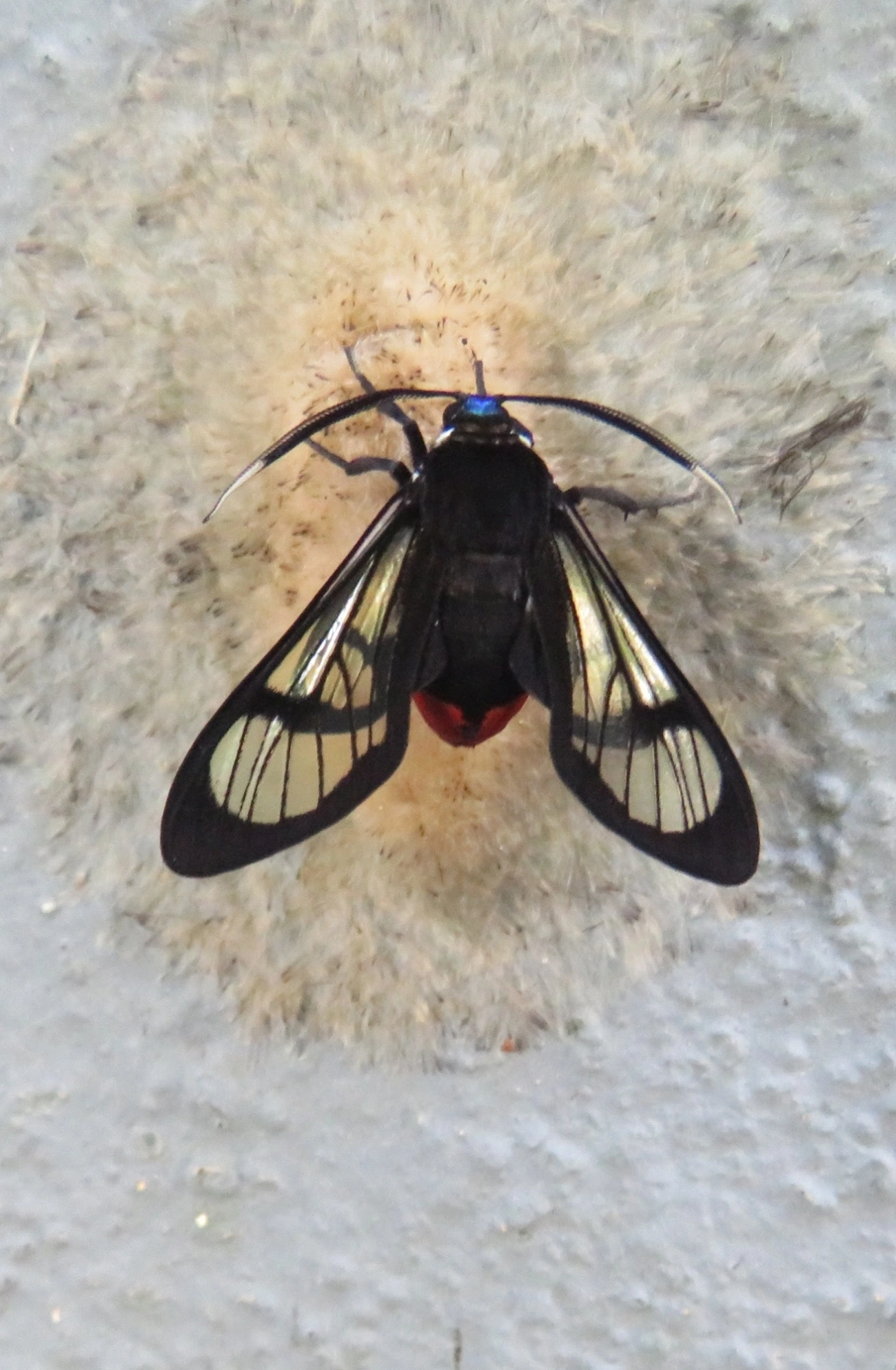 Mariposa-tigre (Gymnelia laennus), insetos, fotografado em Maresias, São Sebastião
