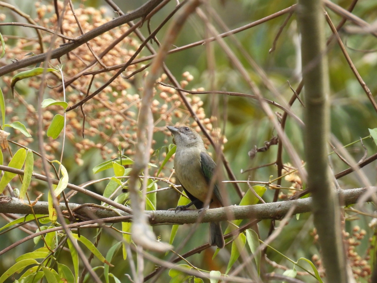 Saíra-amarela (Stilpnia cayana), aves, fotografado em Rodovia BR 354, Itamonte