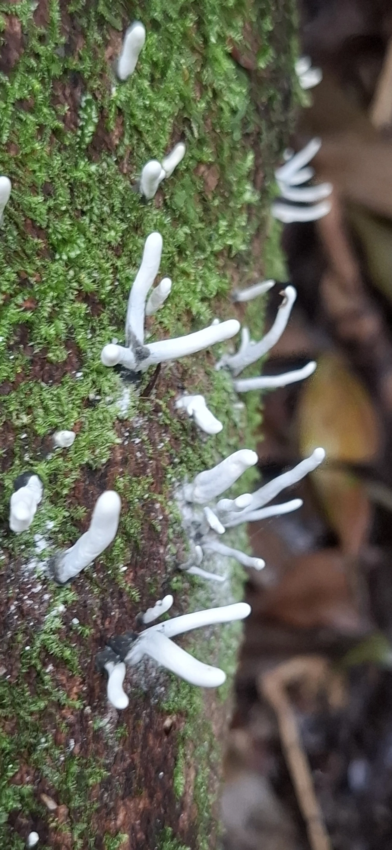 Xylaria, fungos, fotografado em Maresias, São Sebastião