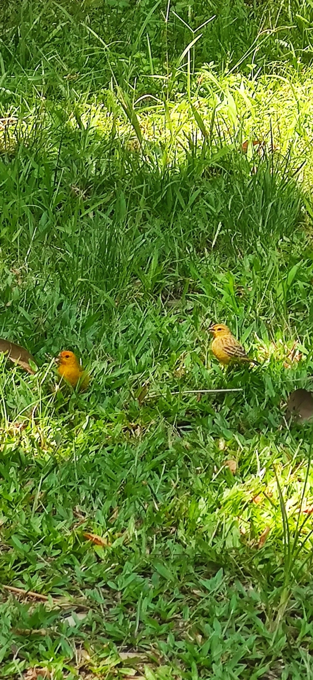 Canário-da-terra-verdadeiro (Sicalis flaveola), aves, fotografado em Maresias, São Sebastião