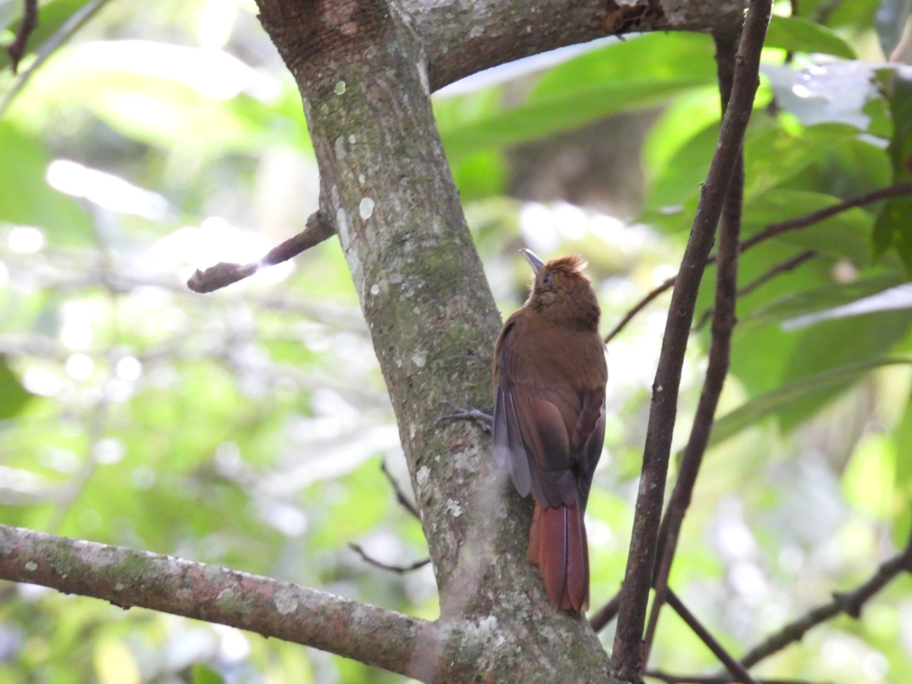 Arapaçu-liso (Dendrocincla turdina), aves, fotografado em Paúba, São Sebastião