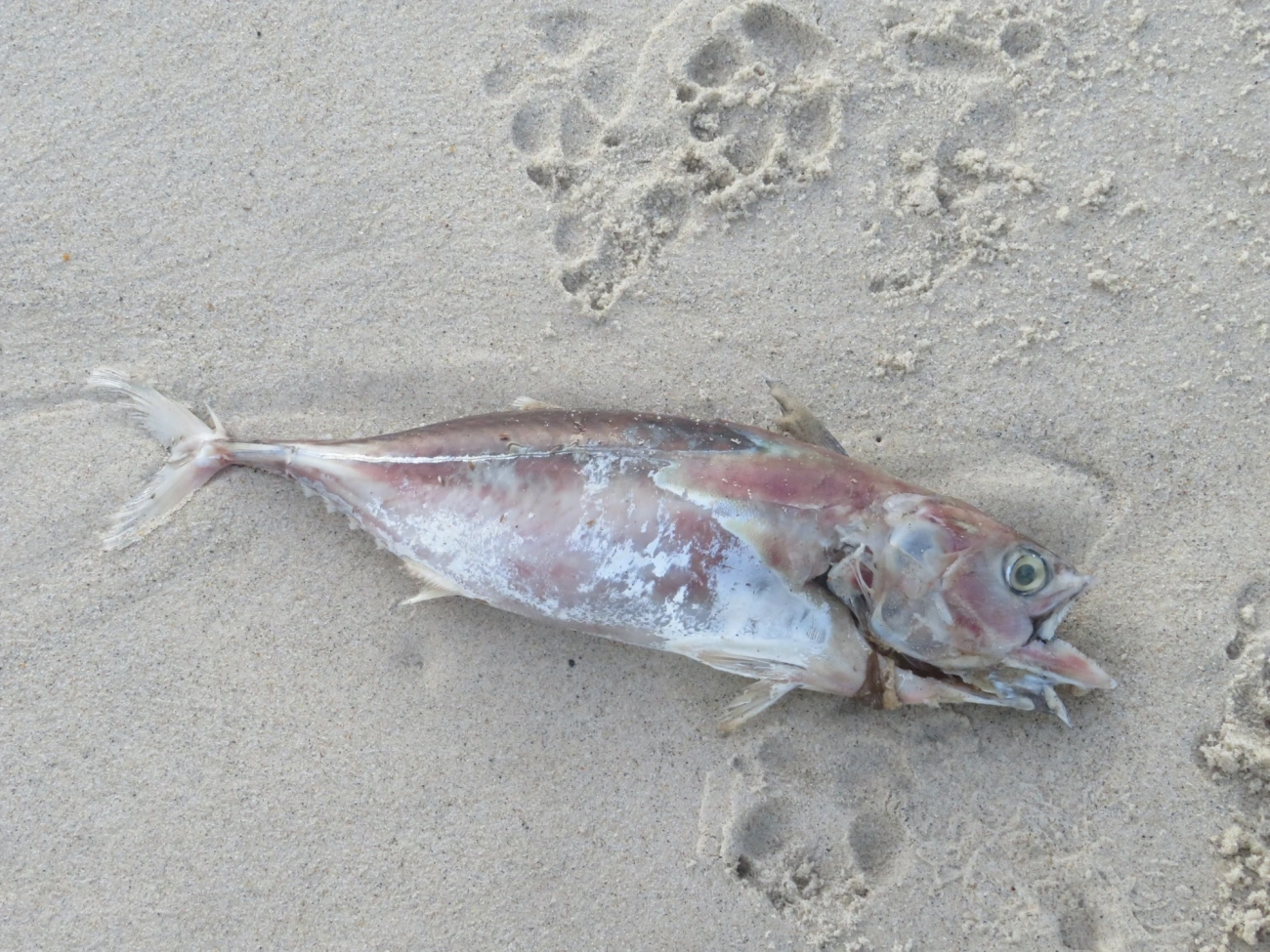 Scombrinae, peixes, fotografado em Maresias, São Sebastião