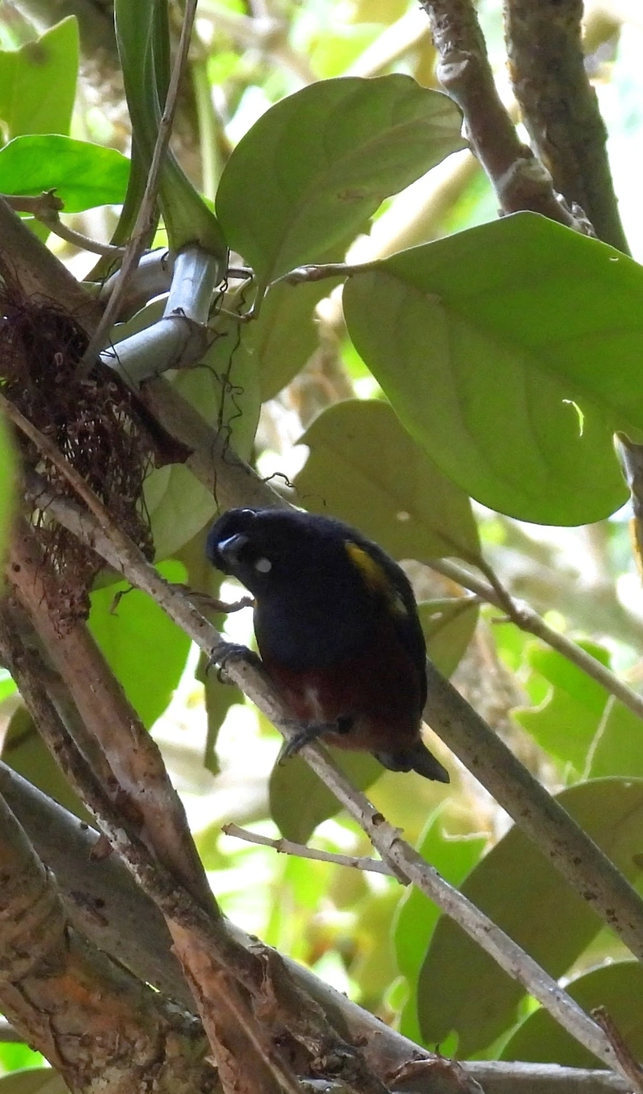 Ferro-velho (Euphonia pectoralis), aves, fotografado em Maresias, São Sebastião