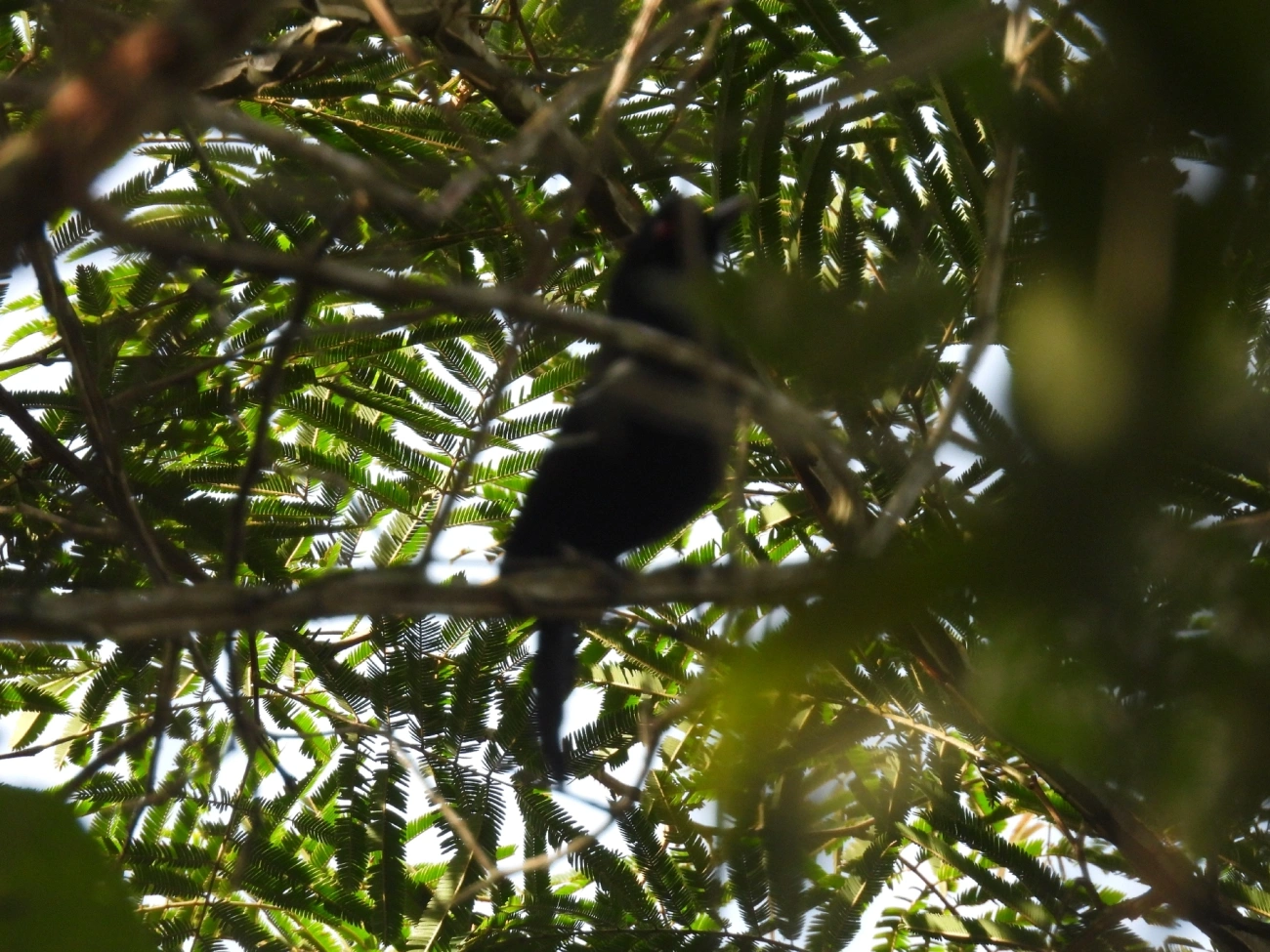 Papa-taoca-do-sul (Pyriglena leucoptera), aves, fotografado em Queluz