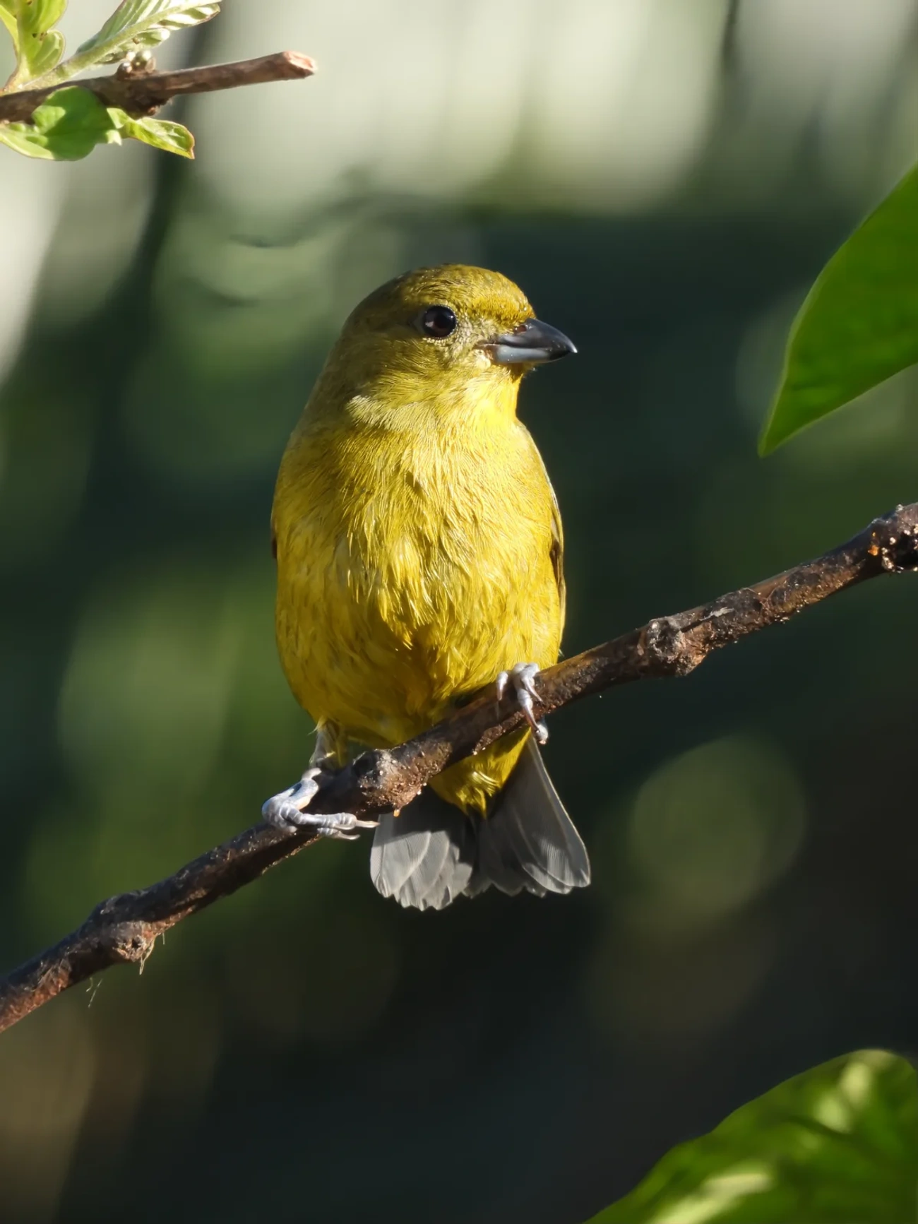 Gaturamo-verdadeiro (Euphonia violacea), aves, fotografado em Maresias, São Sebastião