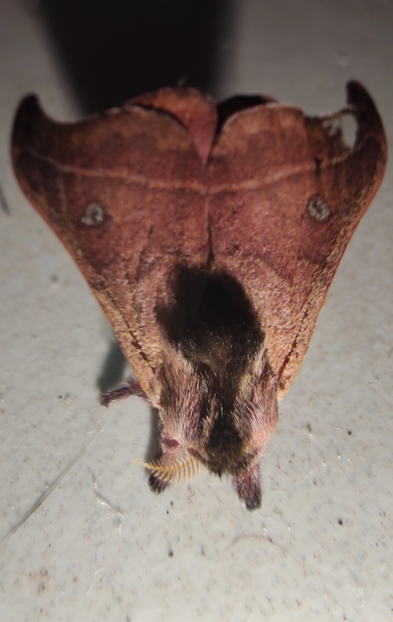 Hylesia nanus, insetos, fotografado em Maresias, São Sebastião