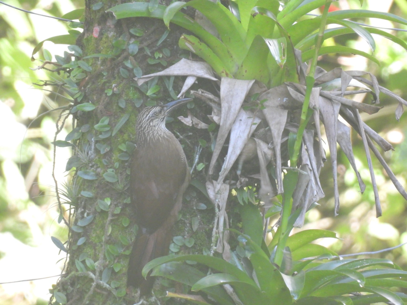 Arapaçu-de-garganta-branca (Xiphocolaptes albicollis), aves, fotografado em Maresias, São Sebastião