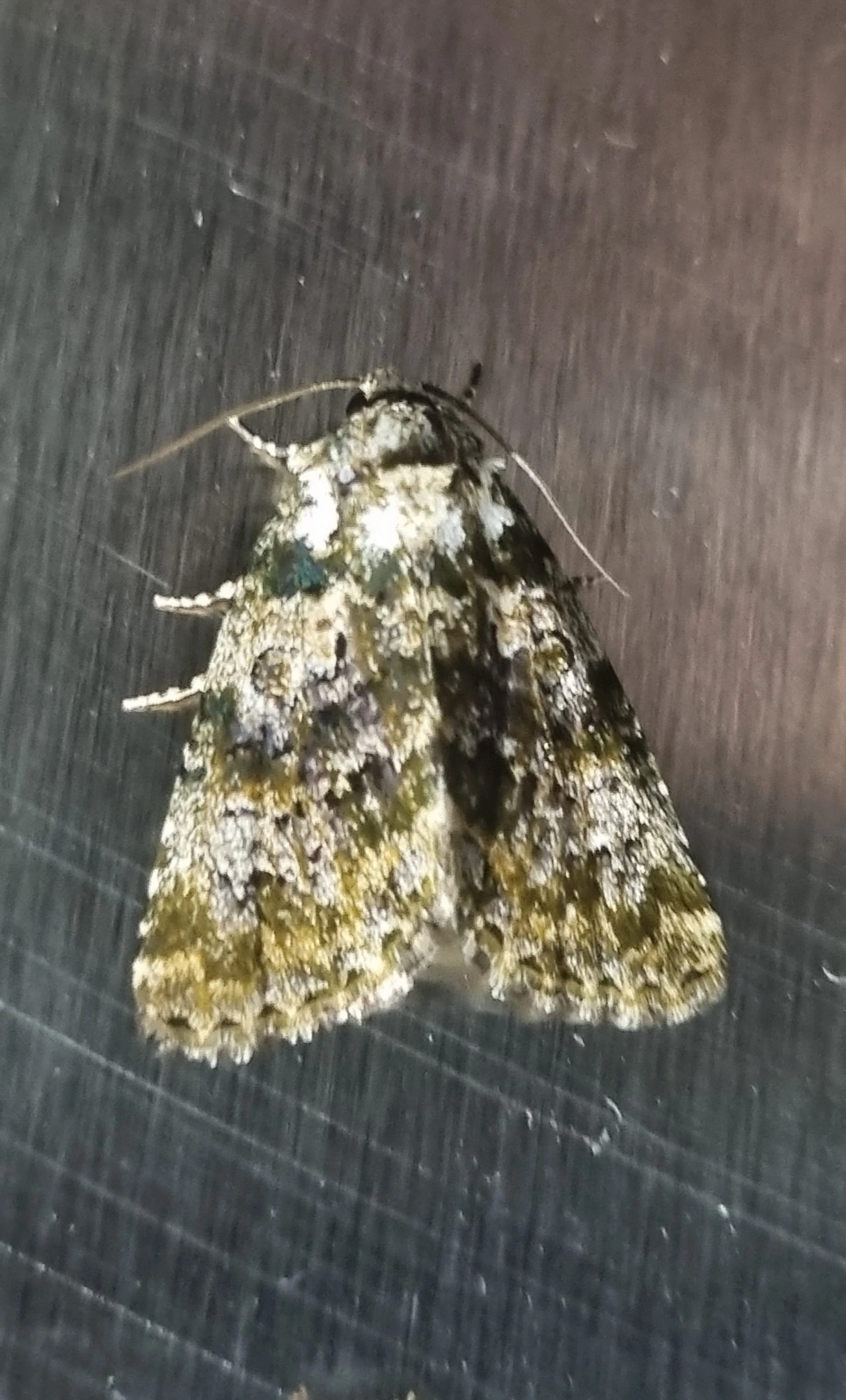Noctuidae, insetos, fotografado em Maresias, São Sebastião