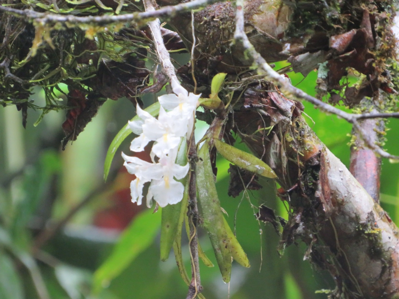 Véu-de-noiva (Rodriguezia bracteata), plantas, fotografado em Camburí, São Sebastião