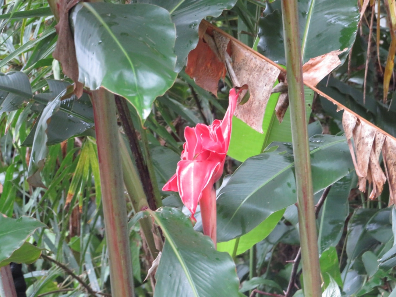 Bastão-do-imperador (Etlingera elatior), plantas, fotografado em Maresias, São Sebastião