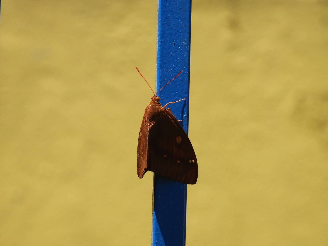 Mariposa-castnídea (Yagra fonscolombe), insetos, fotografado em Boiçucanga, São Sebastião