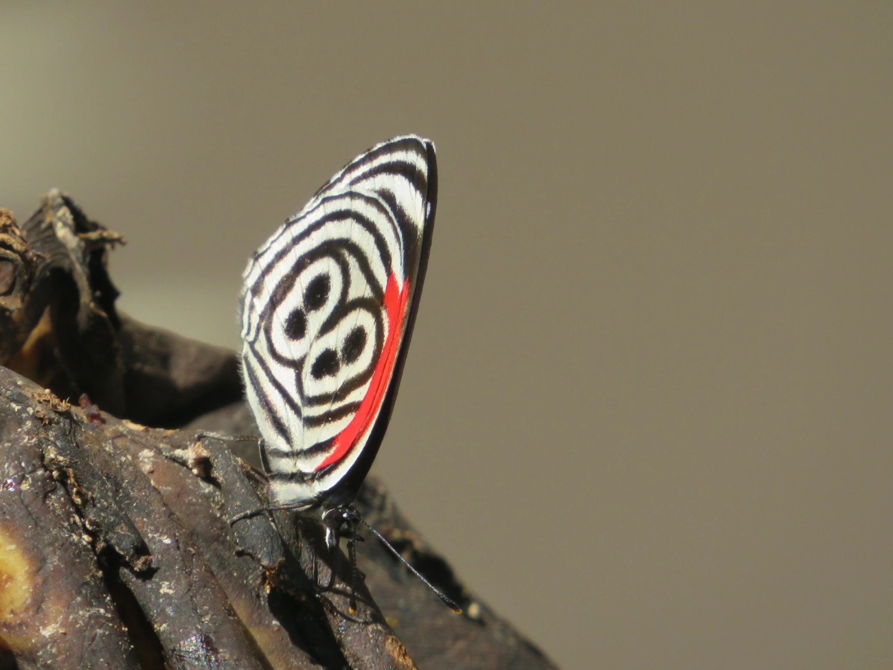 Borboleta-oitenta-e-oito (Diaethria clymena), insetos, fotografado em Maresias, São Sebastião
