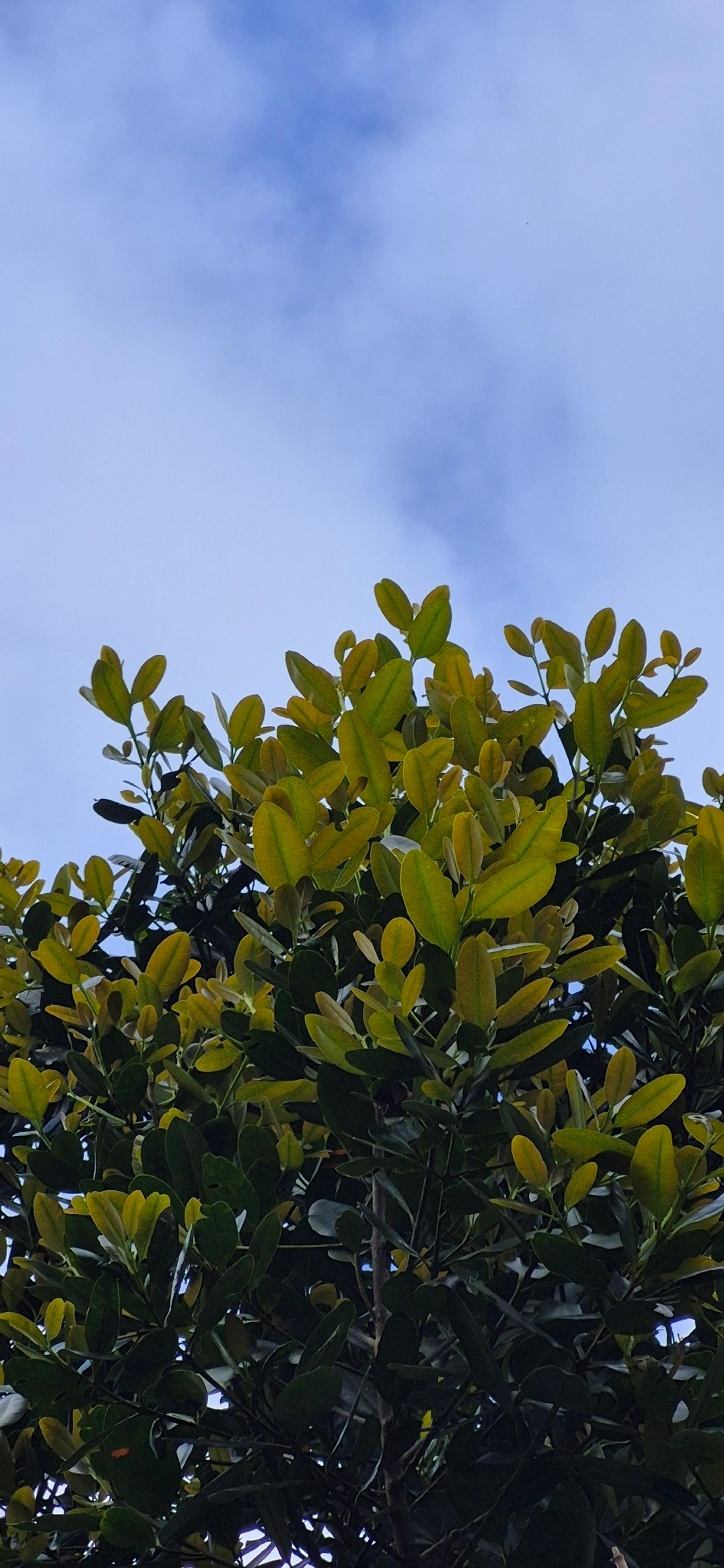 Guanandi (Calophyllum brasiliense), plantas, fotografado em Maresias, São Sebastião