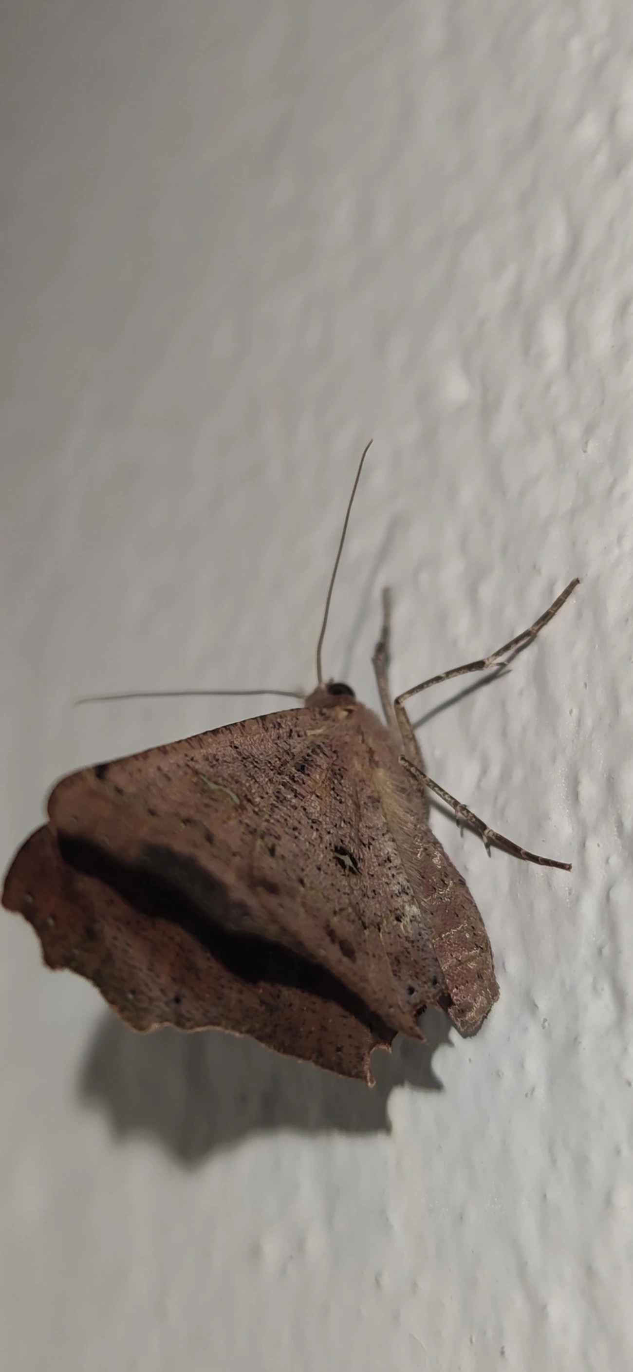 Ennominae, insetos, fotografado em São Sebastião