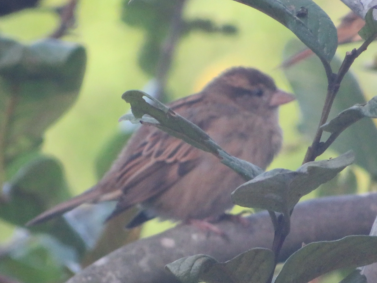 Pardal (Passer domesticus), aves, fotografado em Maresias, São Sebastião