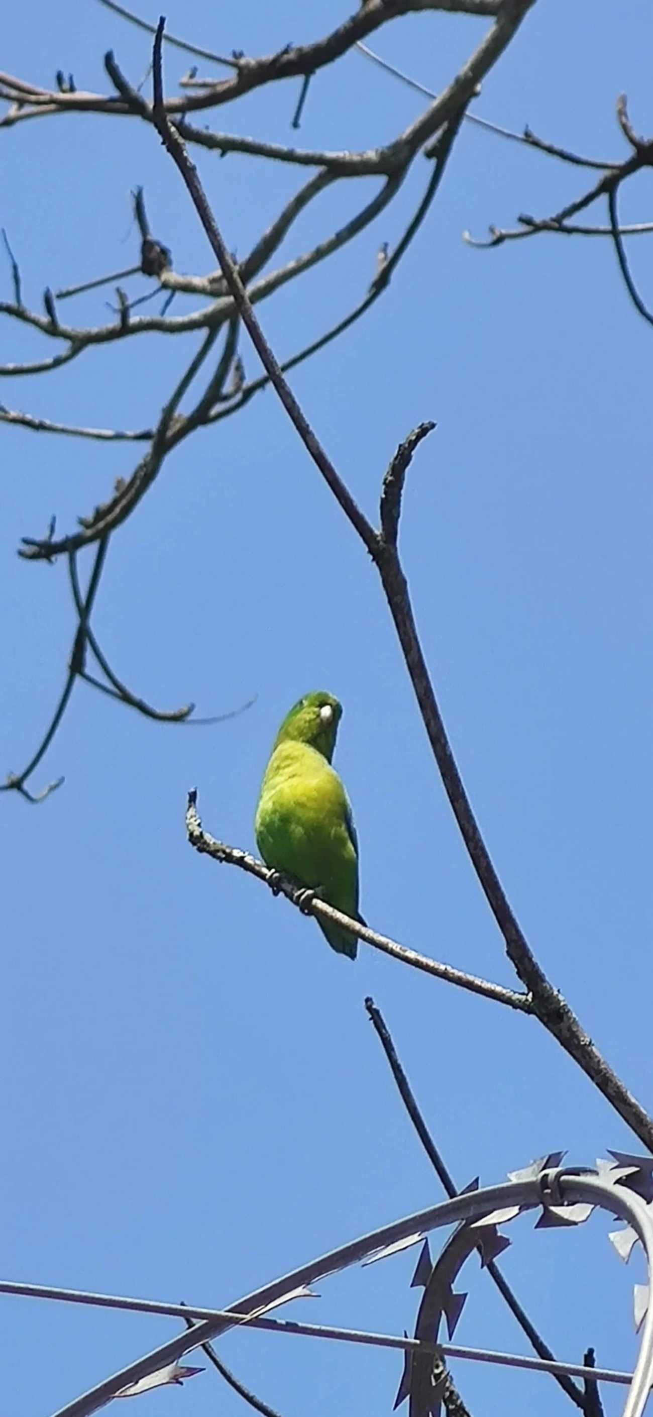 Tuim (Forpus xanthopterygius), aves, fotografado em Maresias, São Sebastião