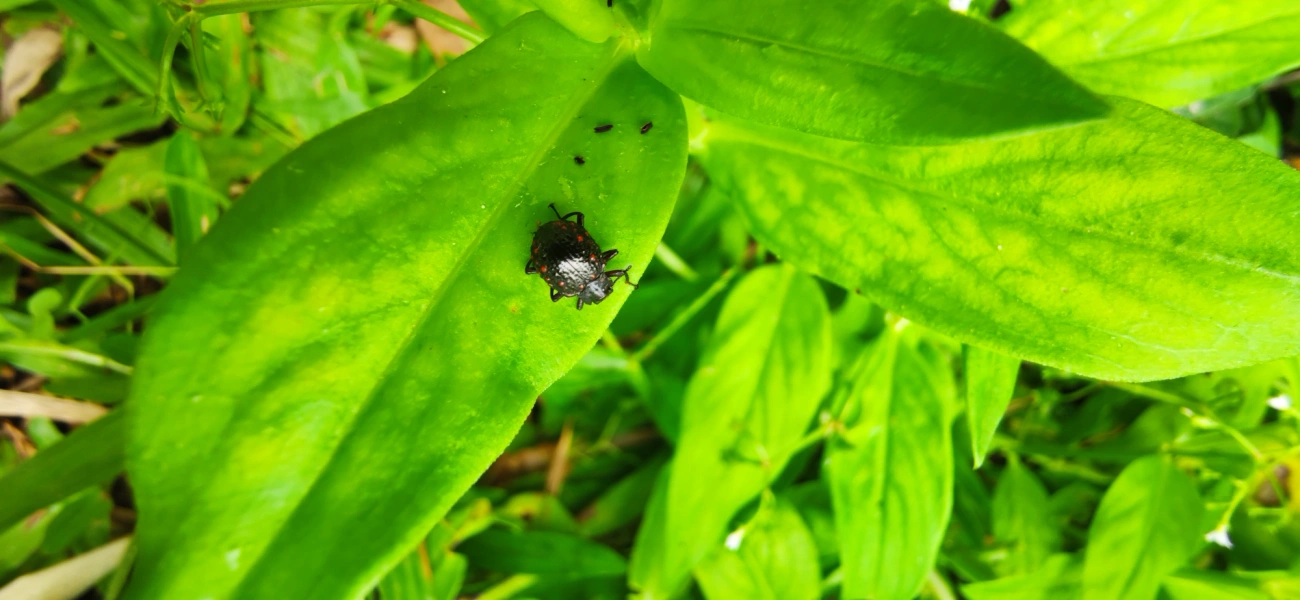Xenius corallifer, insetos, fotografado em Maresias, São Sebastião