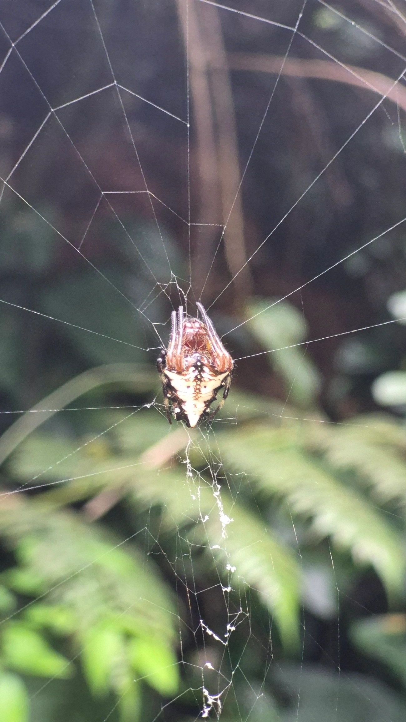 Verrucosa meridionalis, aracnídeos, fotografado em Camburí, São Sebastião