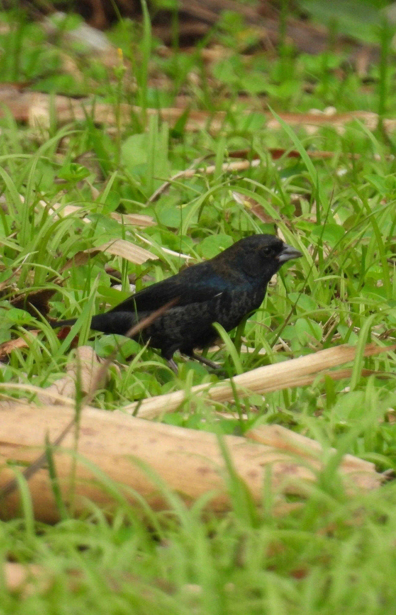 Tiziu (Volatinia jacarina), aves, fotografado em Maresias, São Sebastião