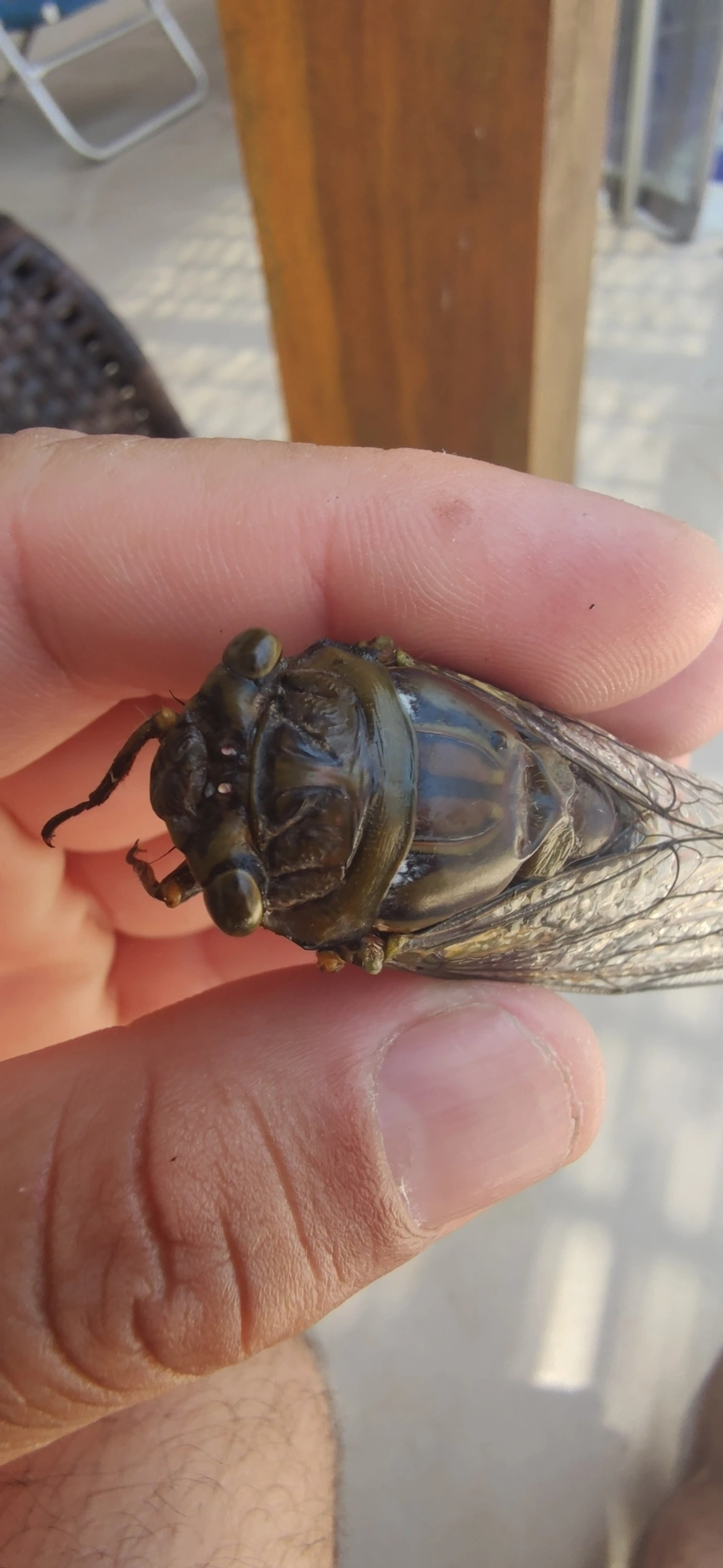 Cigarra-gigante (Quesada gigas), insetos, fotografado em Maresias, São Sebastião