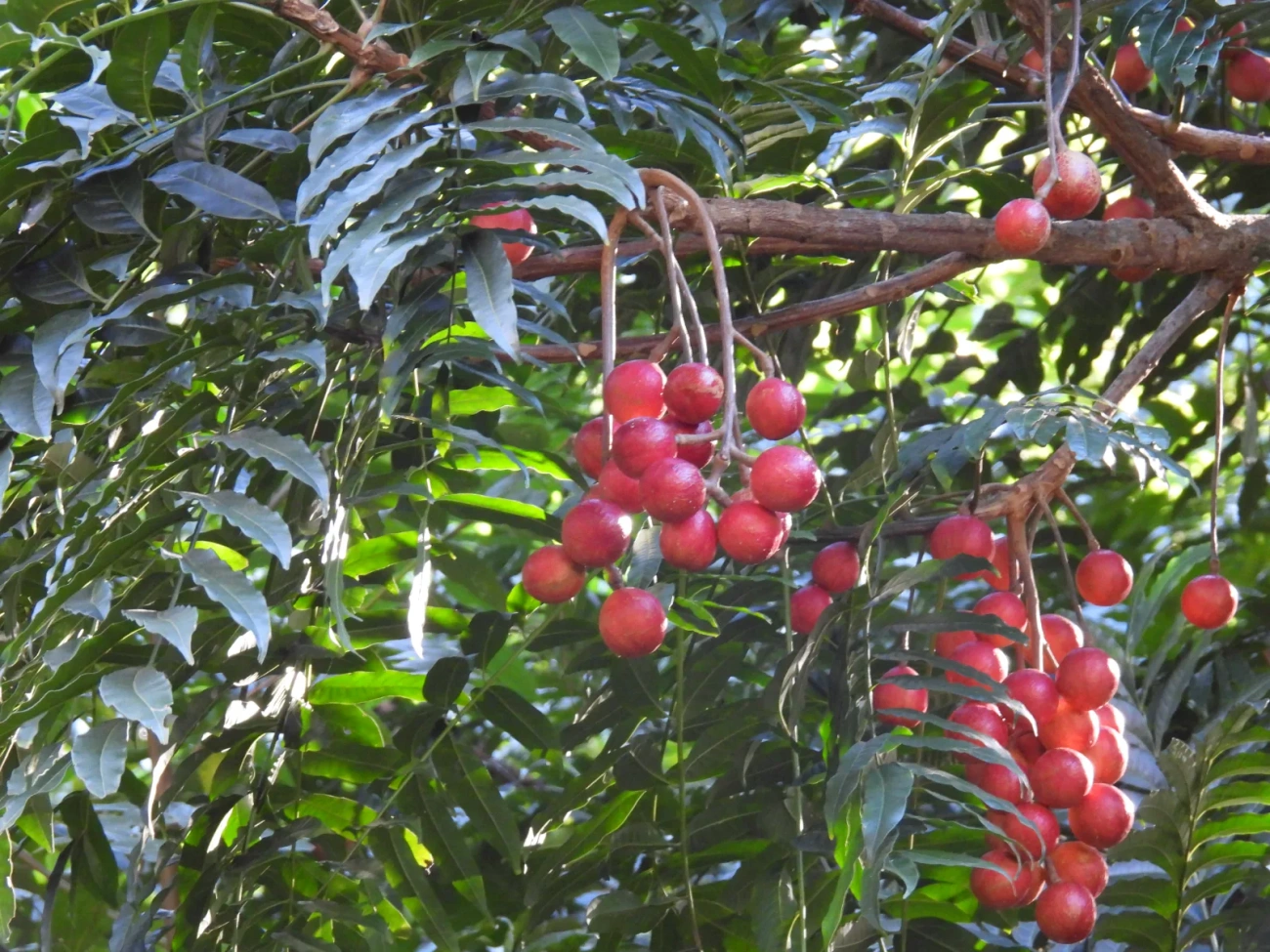 Canjerana (Cabralea canjerana), plantas, fotografado em Maresias, São Sebastião