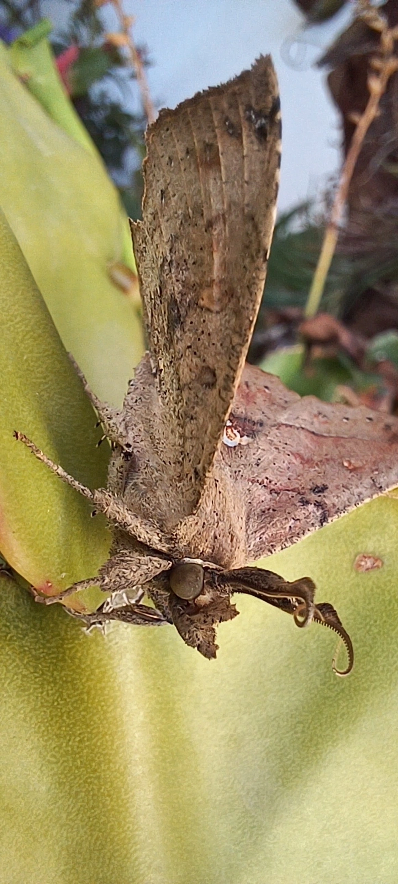 Syllectra, insetos, fotografado em Maresias, São Sebastião