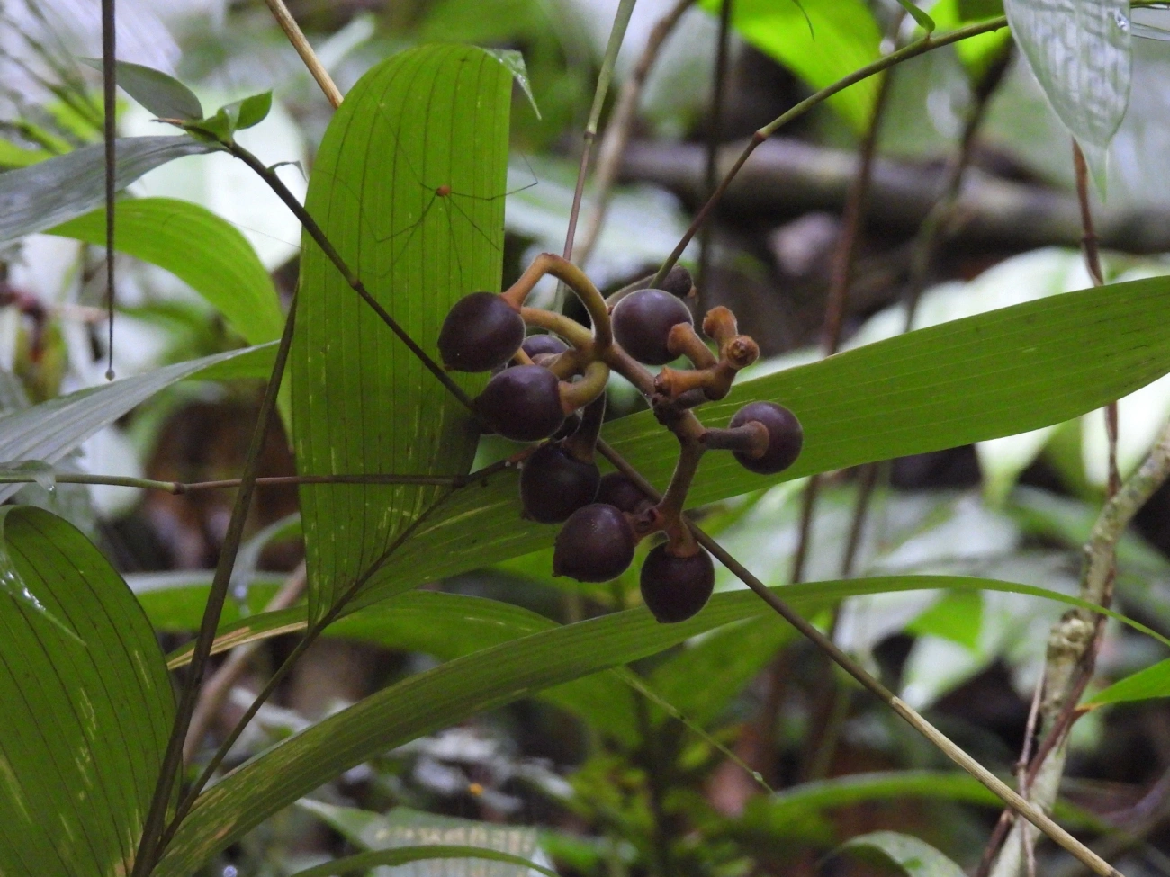 Embaúba-da-mata (Pourouma guianensis), plantas, fotografado em Boiçucanga, São Sebastião
