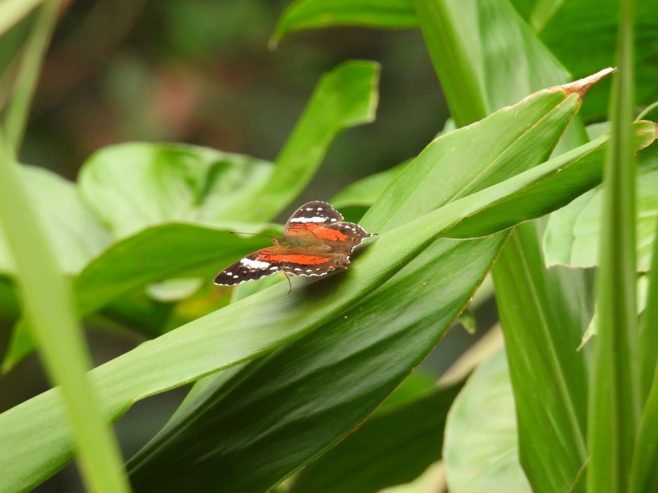 Borboleta-pavão-escarlate (Anartia amathea), insetos, fotografado em Maresias, São Sebastião