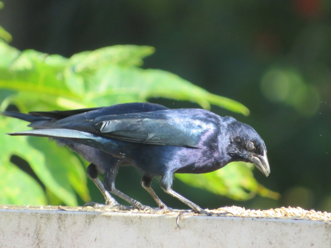Chupim (Molothrus bonariensis), aves, fotografado em Maresias, São Sebastião