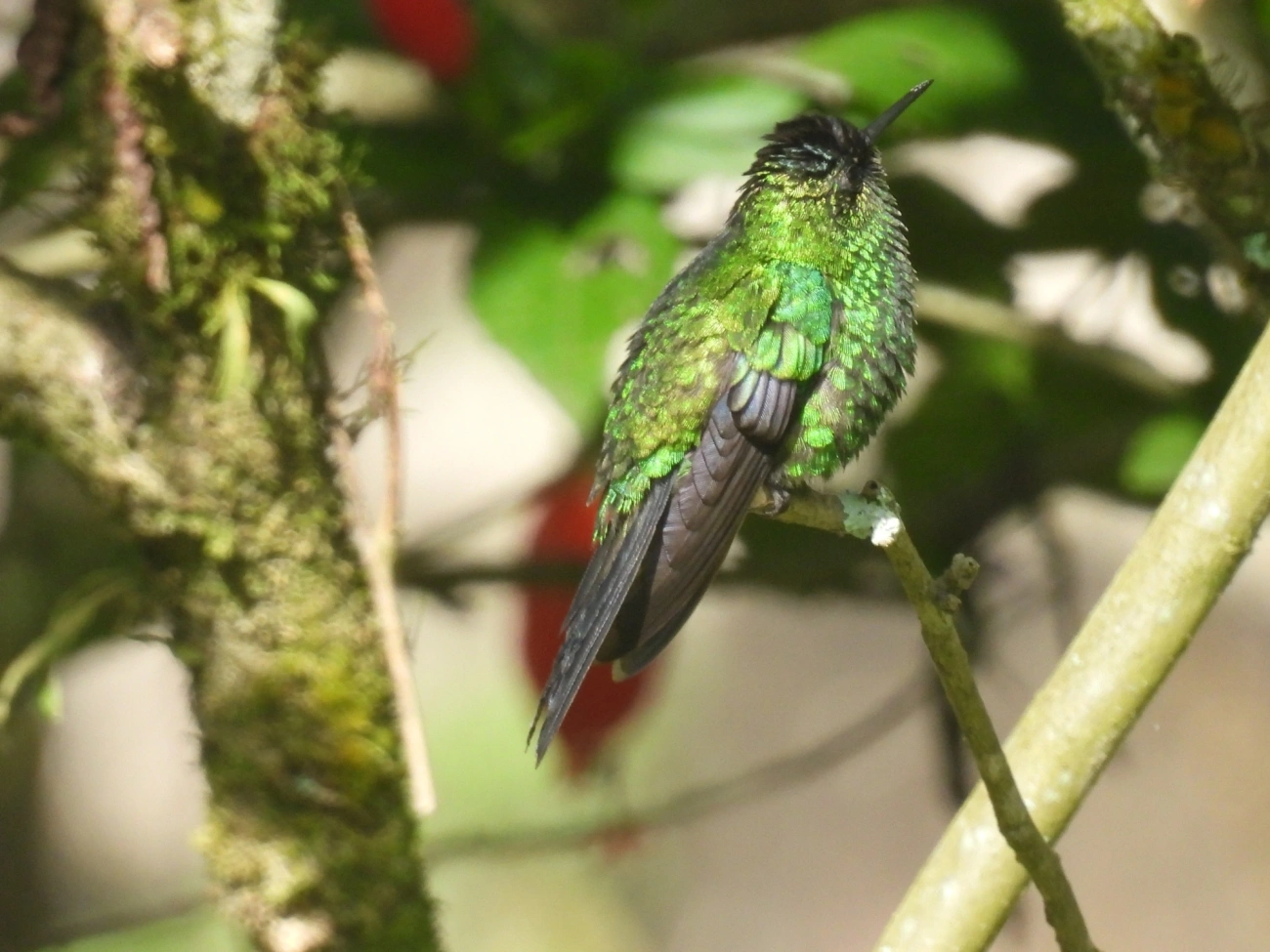 Beija-flor-de-fronte-violeta (Thalurania glaucopis), aves, fotografado em Estrada Serrinha Do Alambari Resende - Rio de Janeiro, Resende