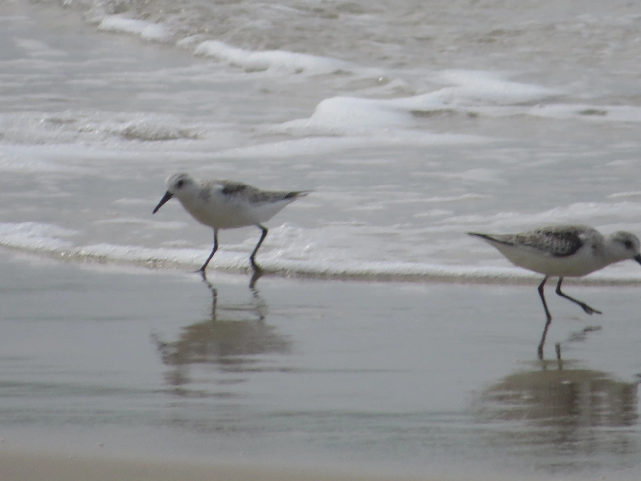 Maçarico-branco (Calidris alba), aves, fotografado em Maresias, São Sebastião