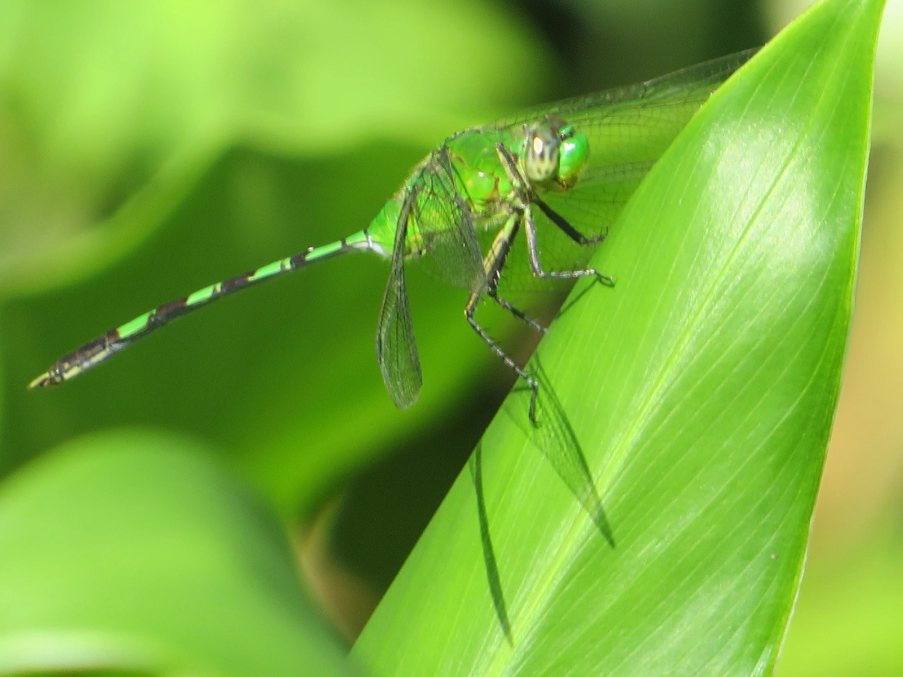 Libélula-verde (Erythemis vesiculosa), insetos, fotografado em Maresias, São Sebastião