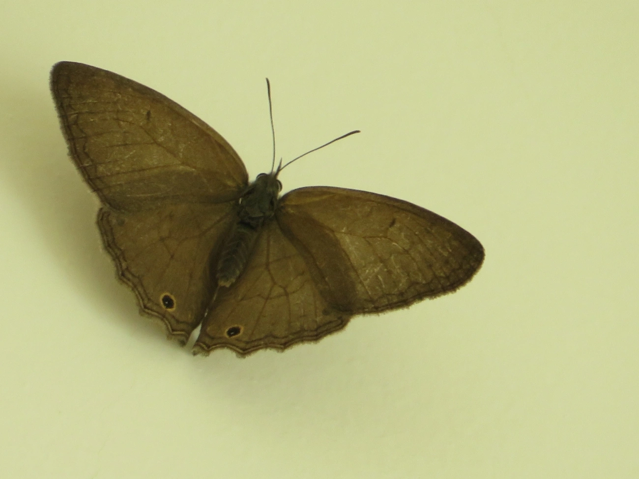 Euptychiina, insetos, fotografado em Maresias, São Sebastião
