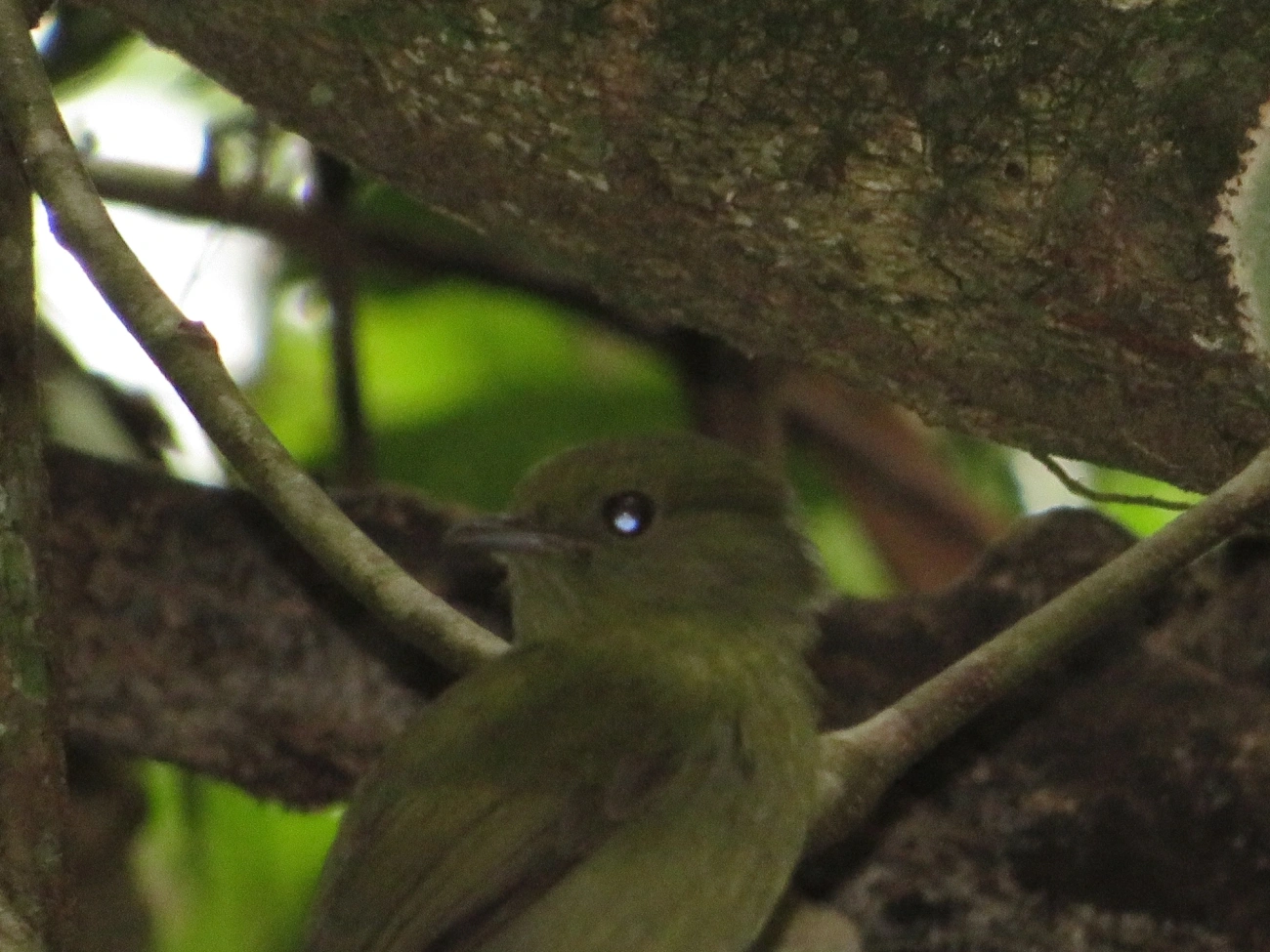 Rendeira (Manacus manacus), aves, fotografado em Paúba, São Sebastião