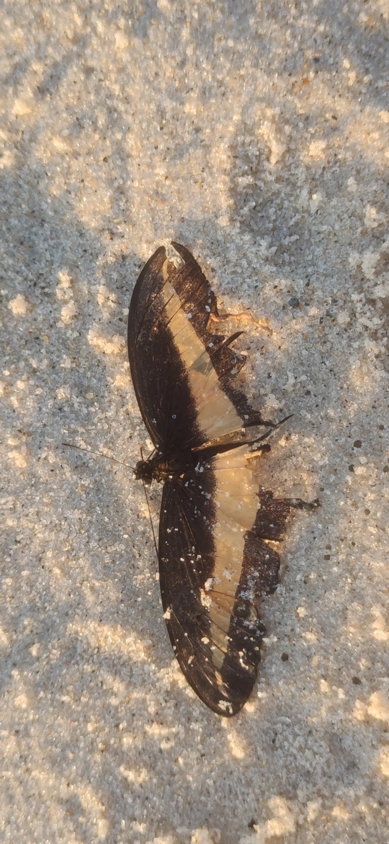 Heraclides hectorides, insetos, fotografado em Maresias, São Sebastião